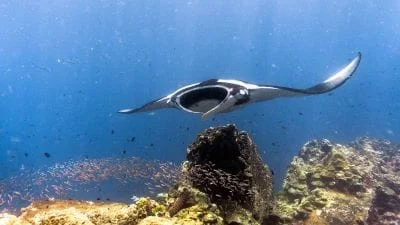 Dive Komodo