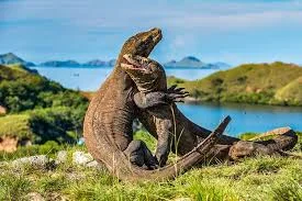 Komodo Dragon Indonesia