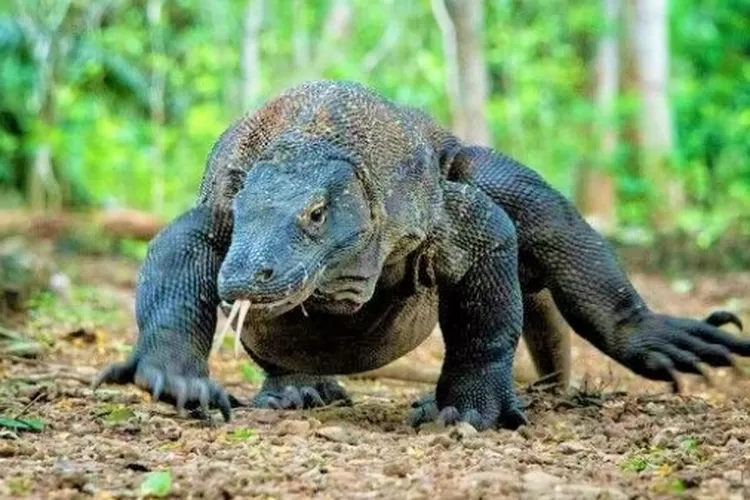 Komodo dragon tour